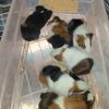 Baby guinea pigs,  tri colors