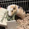Male Guinea Pig