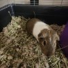 Guinea Pig Trio in Colonial Heights VA