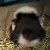 ❤️Female Bonded Duo 6 and 7 y/o❤️