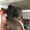 Baby Guinea Pigs up for Adoption near Philly!