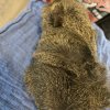 Four Young Guinea Pigs for rehoming
