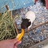 2 Bonded Female Guinea Pigs