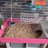 Two female guinea pigs, raised indoors