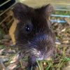 2 Male Guinea Pigs Needing Adoption