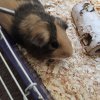 Brown and gray (I think) guinea pig