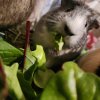 Female guinea pig looking for furever home