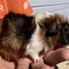 Two Fixed (Boy &amp;amp; Girl) 4 y/o Abyssinians!