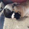 Female and Male Rehome