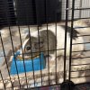 2 Adult and 2 young guinea pig