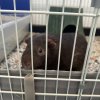 Two adult male guinea pigs, cage, accessories