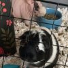 2 male guinea pigs