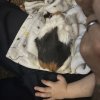 Guinea pigs for rehome