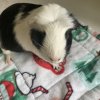 6 Female Guinea Pigs searching for a new home