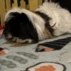 2 Sweet Long Haired Male Piggies