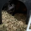 Two: 5 month old Female Guinea pigs