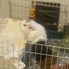 Two males with cage. Bonded duo.