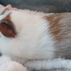 My caring Guinea
