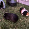 Two Female Bonded Guinea Pigs, 3 Years Old