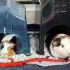 Two Bonded Males