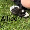 Alfred &amp;amp; Wilbur