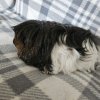 Sissy - Unspayed female, 1 year old