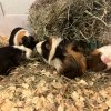 6 Female Guinea Pigs searching for a new home