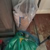 Guinea pig rehome