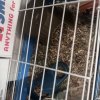 Male Abyssinian Guinea pig