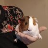 Female Guinea Pigs looking for forever home