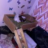 2 female and 1 male Guinea pig