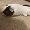 4 yr old Male short hair Guinea pig