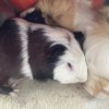Female and Male Rehome