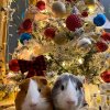 Two guinea pigs looking for forever home