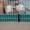 1.5 yr Old Albino Male Bonded Pair