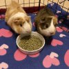 2 adult female guinea pigs - super cute