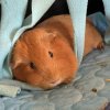 Bailey - 4 year old female needs a new sister
