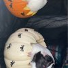 Two Female Guinea pigs for rehoming with fee