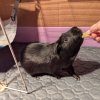 Rehoming Two Sweet Boys