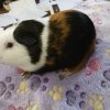 Muti colored guinea pig