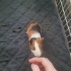 Rehoming a 4 week old male piggy