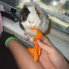 Female Guinea pig