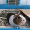 Adult male very friendly and very spoiled