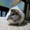 2 male guinea pigs (Grimace &amp;amp; Rooster)