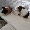 Two bonded males looking for a new home