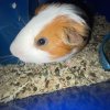 I have 2 male guinea pigs both very sweet