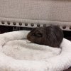 Rehoming Two Sweet Boys