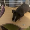 2 bonded female skinny pigs