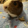 Four bonded female guinea pigs need rehomed