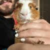 Two One Year Old Male Piggies in Minneapolis